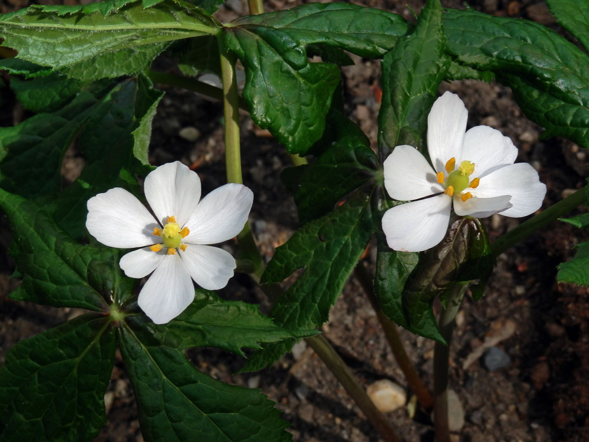 Noholist štítnatý (Podophylum peltatum L.)