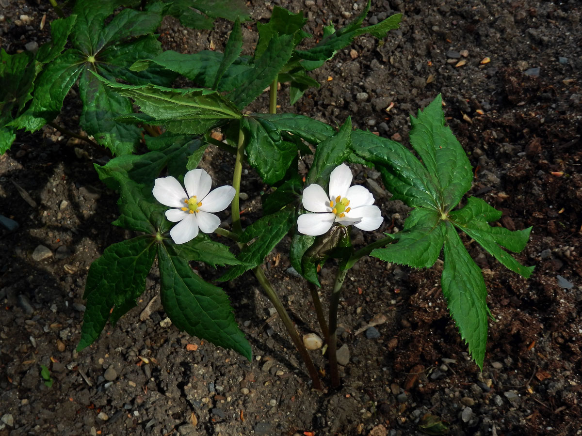 Noholist štítnatý (Podophylum peltatum L.)