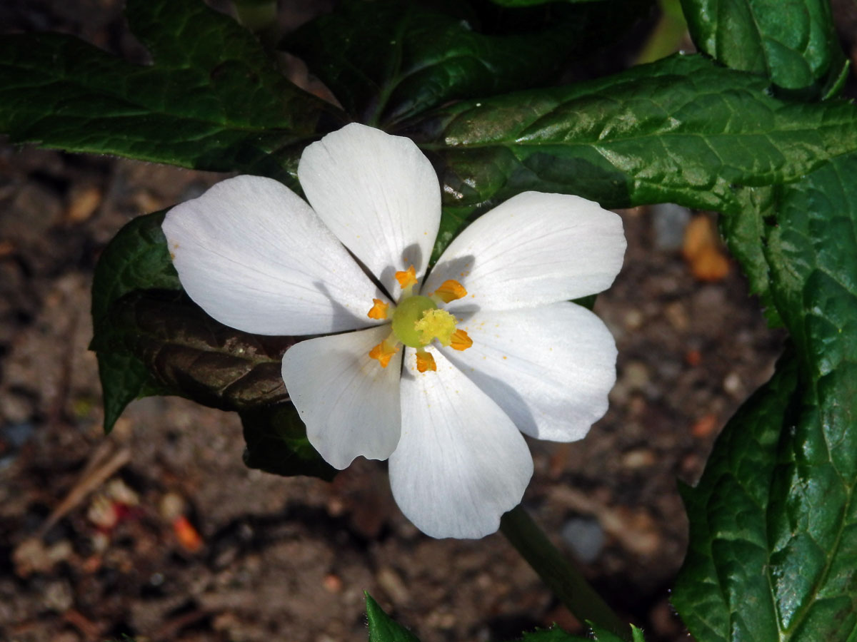 Noholist štítnatý (Podophylum peltatum L.)