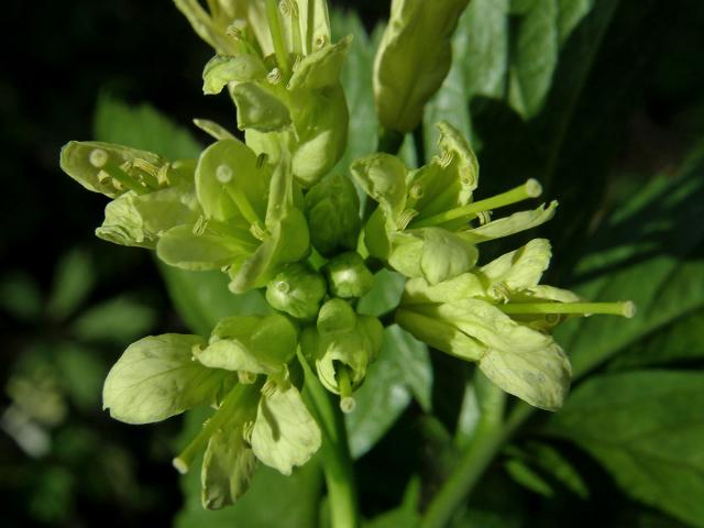 Kyčelnice devítilistá (Dentaria enneaphyllos L.)