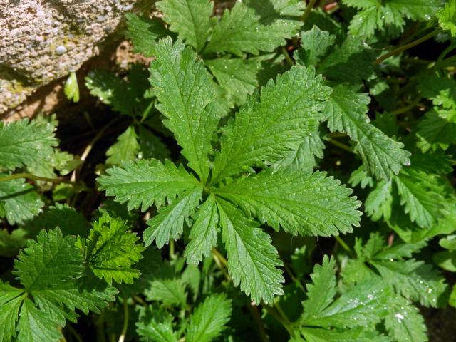 Mochna plazivá (Potentilla reptans L.), sedmičetný list (12)