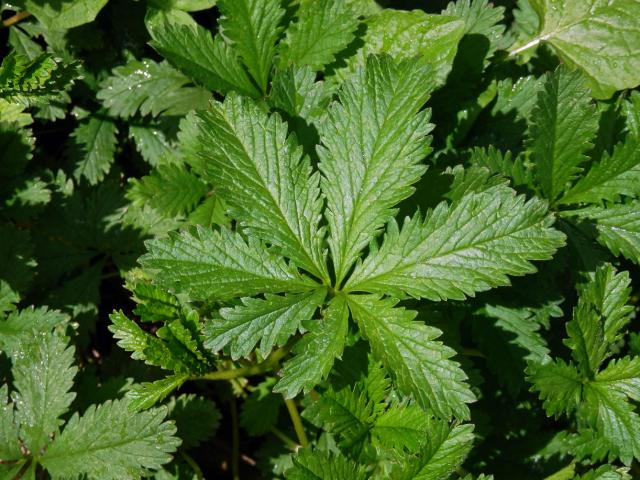 Mochna plazivá (Potentilla reptans L.), sedmičetný list (13)