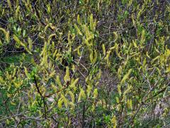 Vrba křehká (Salix fragilis L.)