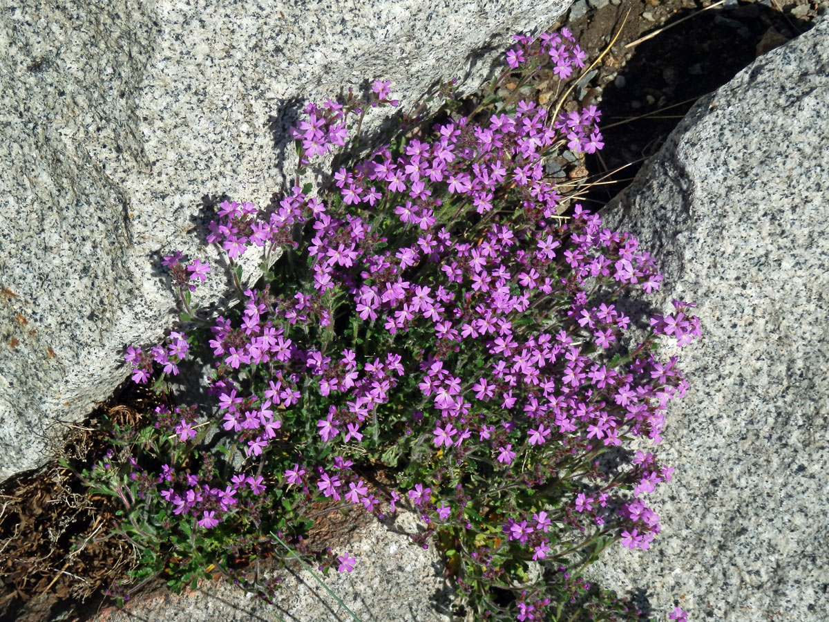 Nemléč alpský (Erinus alpinus L.)