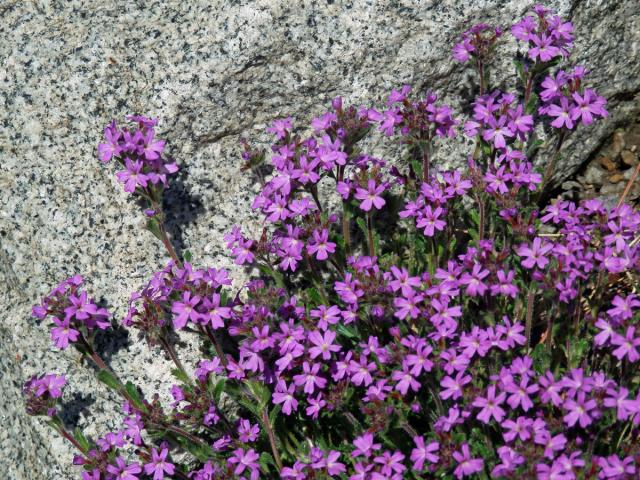 Nemléč alpský (Erinus alpinus L.)