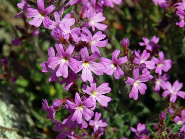 Nemléč alpský (Erinus alpinus L.)