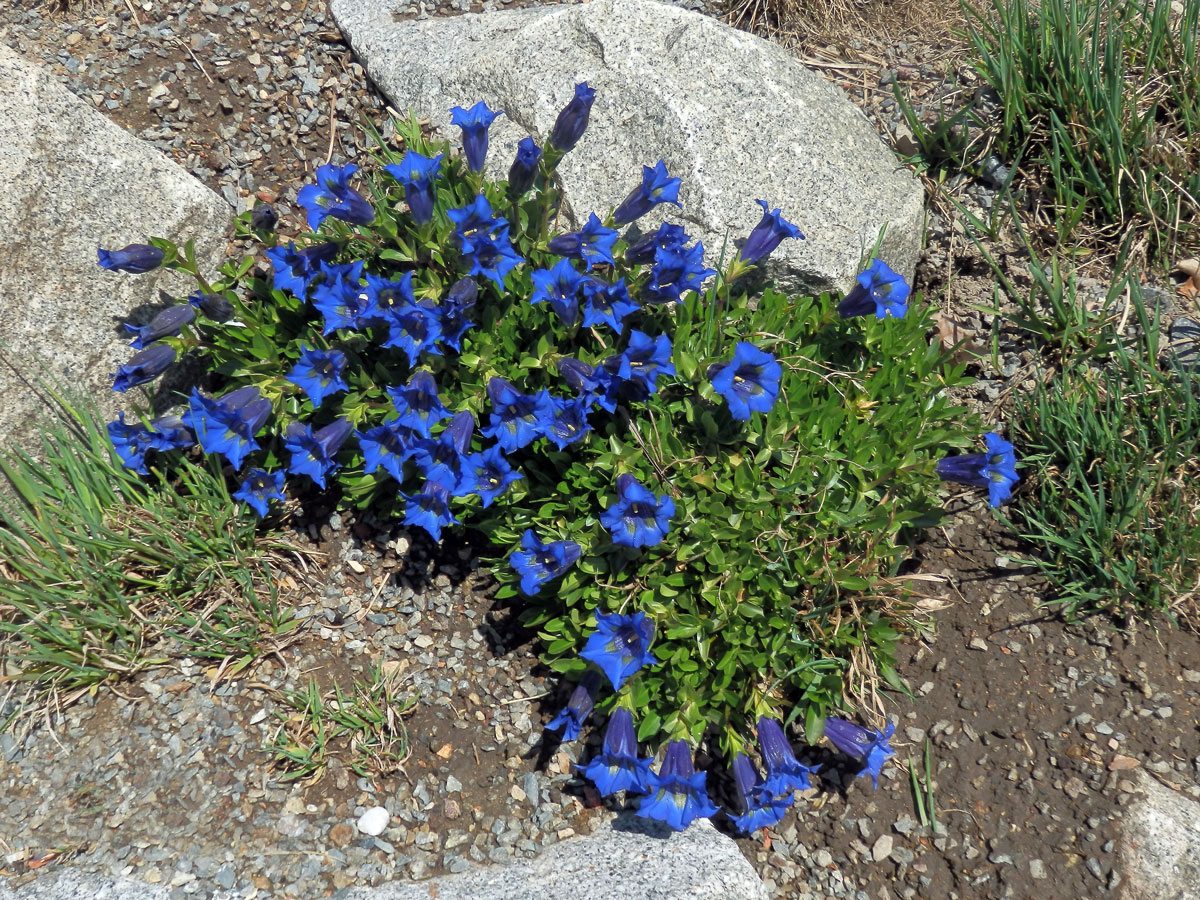 Hořec bezlodyžný (Gentiana acaulis L.)