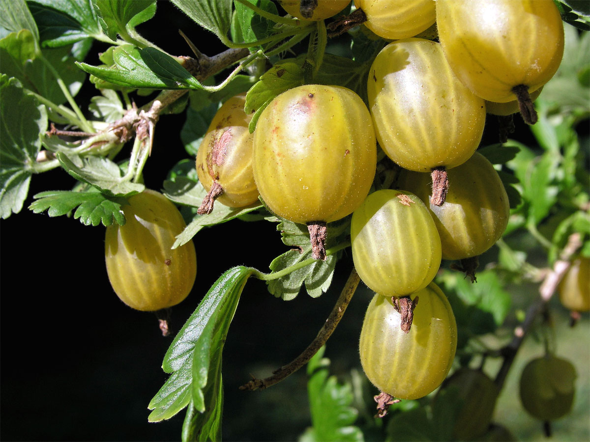 Srstka angrešt = Meruzalka srstka (Ribes uva-crispa L.)