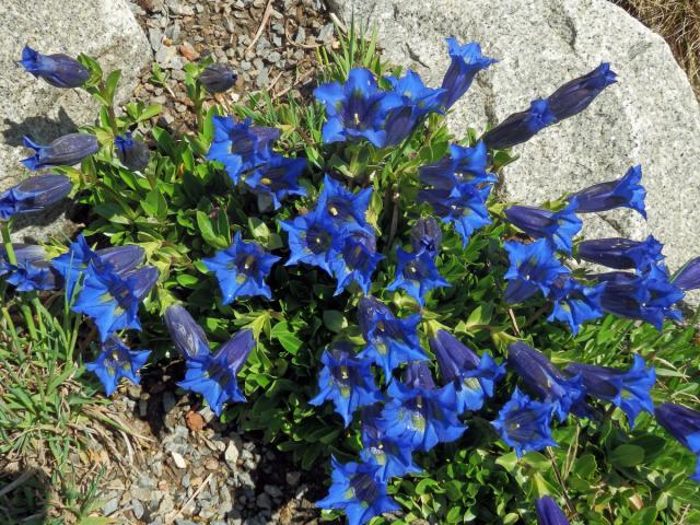 Hořec bezlodyžný (Gentiana acaulis L.)