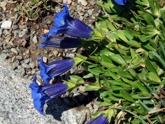 Hořec bezlodyžný (Gentiana acaulis L.)