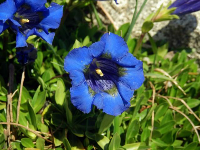 Hořec bezlodyžný (Gentiana acaulis L.)