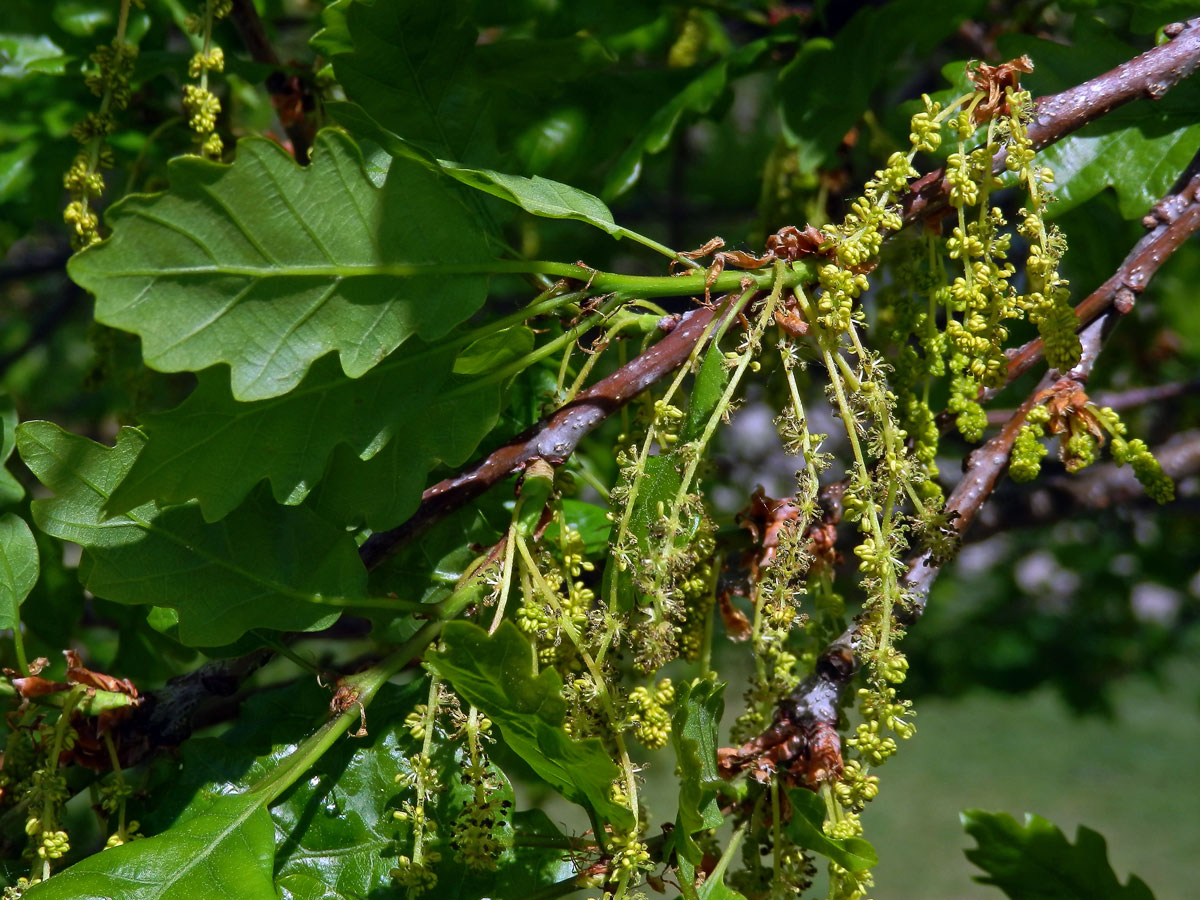 Dub mnohoplodý (Quercus polycarpa Schur)