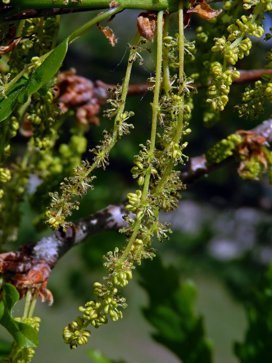 Dub mnohoplodý (Quercus polycarpa Schur)