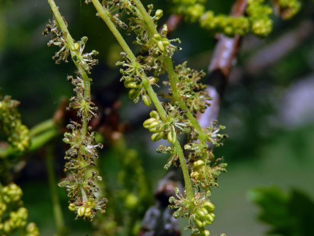 Dub mnohoplodý (Quercus polycarpa Schur)