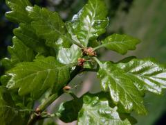 Dub mnohoplodý (Quercus polycarpa Schur)