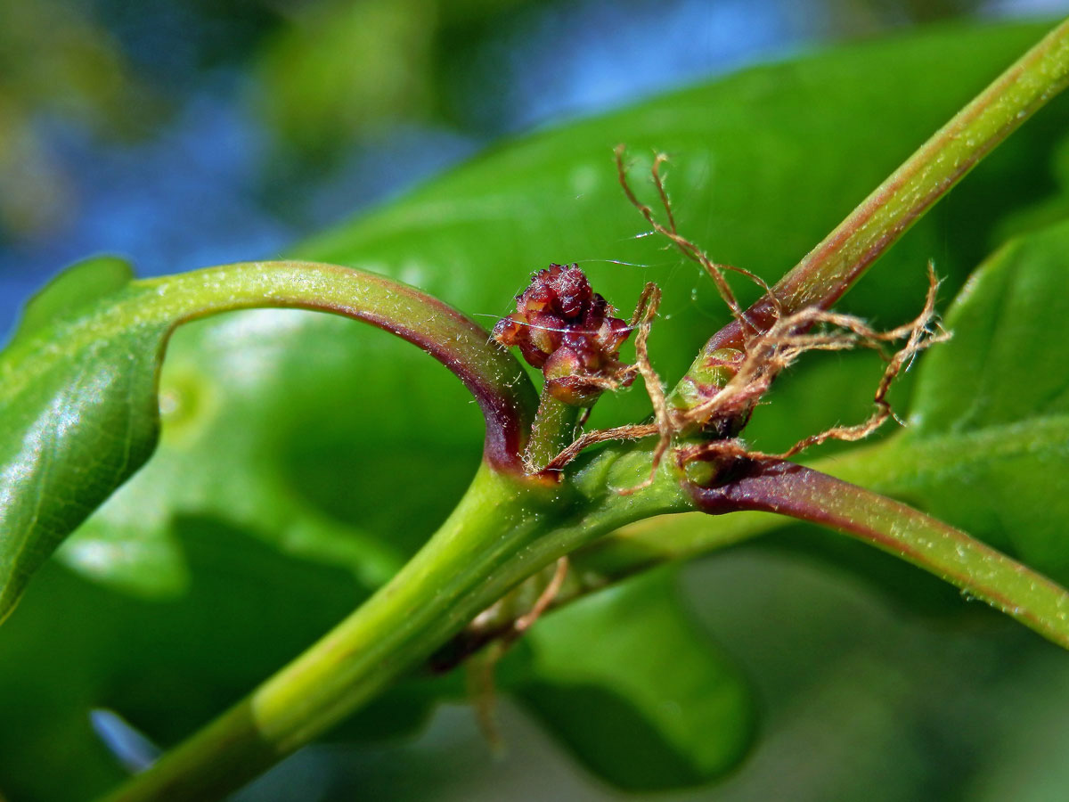 Dub mnohoplodý (Quercus polycarpa Schur)