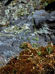 Kolenec Morisonův (Spergula morisonii Boreau)