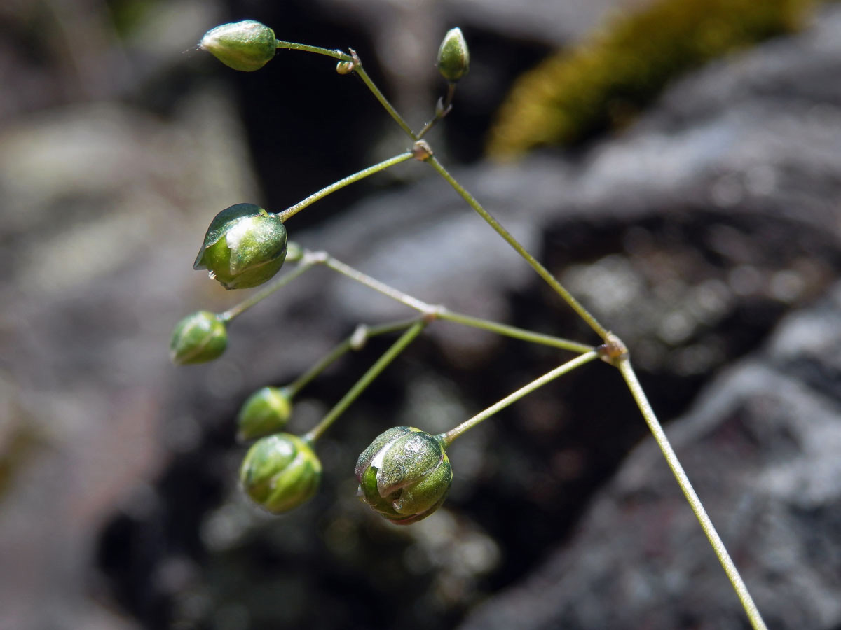 Kolenec Morisonův (Spergula morisonii Boreau)