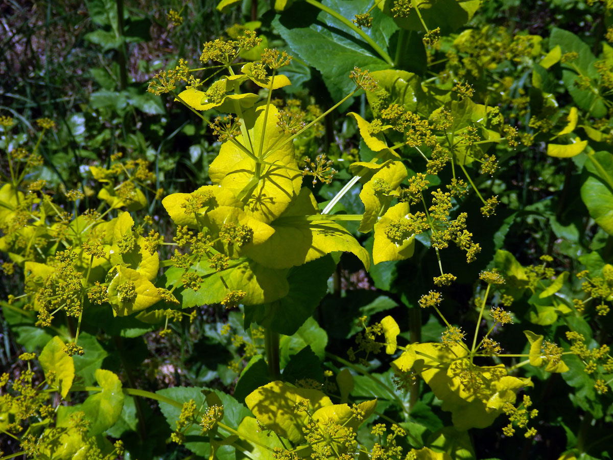 Tromín prorostlý (Smyrnium rotundifolium L.)