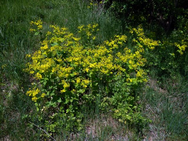 Tromín prorostlý (Smyrnium rotundifolium L.)