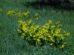 Tromín prorostlý (Smyrnium rotundifolium L.)