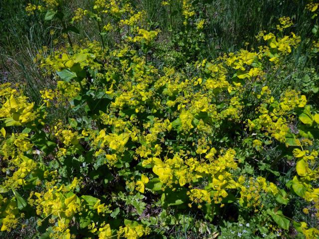 Tromín prorostlý (Smyrnium rotundifolium L.)