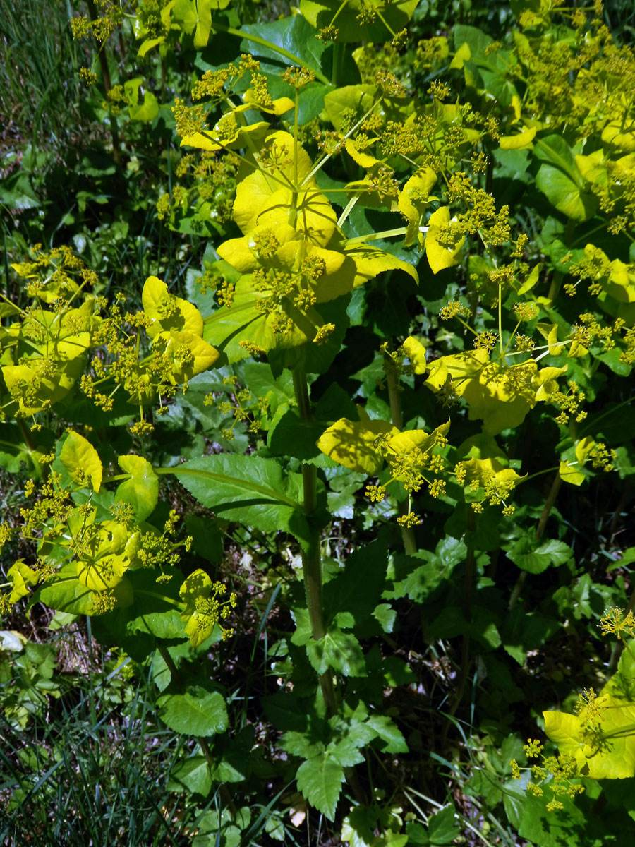 Tromín prorostlý (Smyrnium rotundifolium L.)