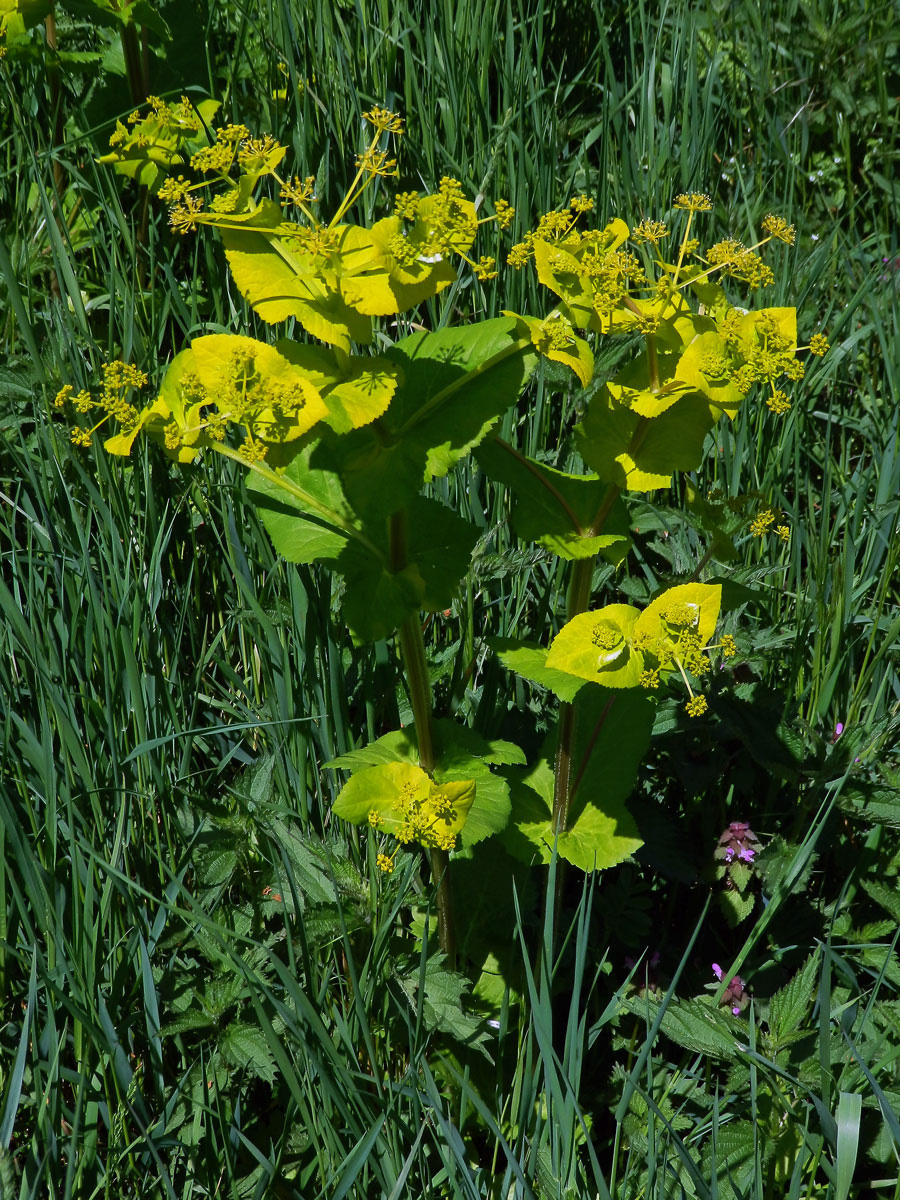 Tromín prorostlý (Smyrnium rotundifolium L.)