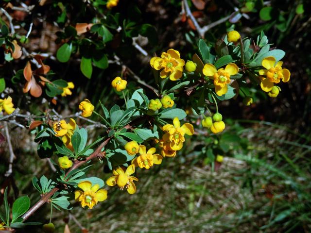 Dřištál (Berberis lutea Ruiz et Pav.)