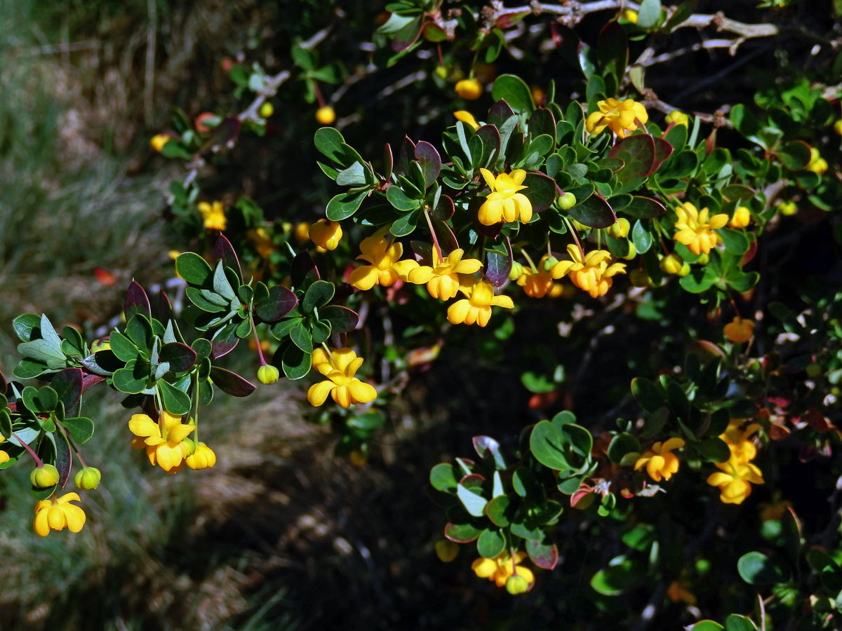 Dřištál (Berberis lutea Ruiz et Pav.)