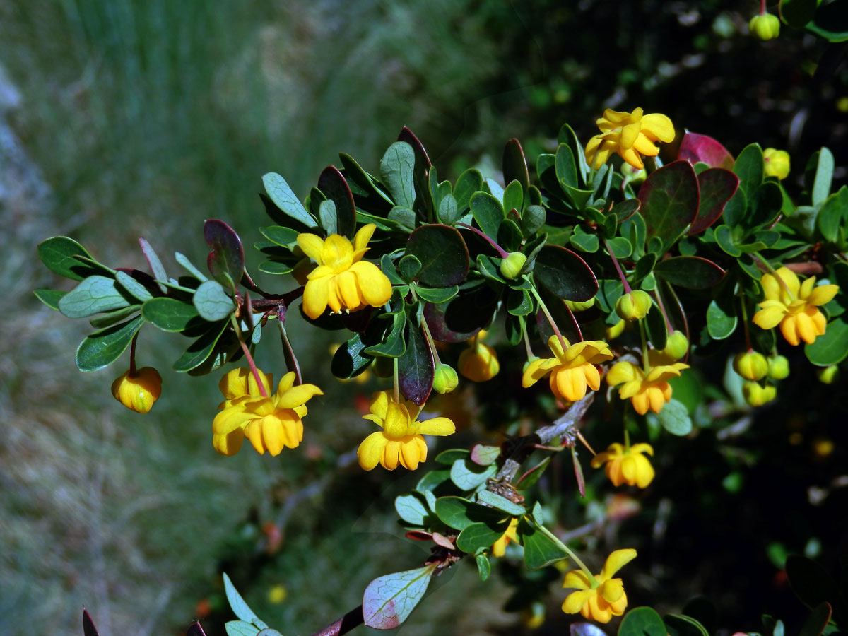 Dřištál (Berberis lutea Ruiz et Pav.)