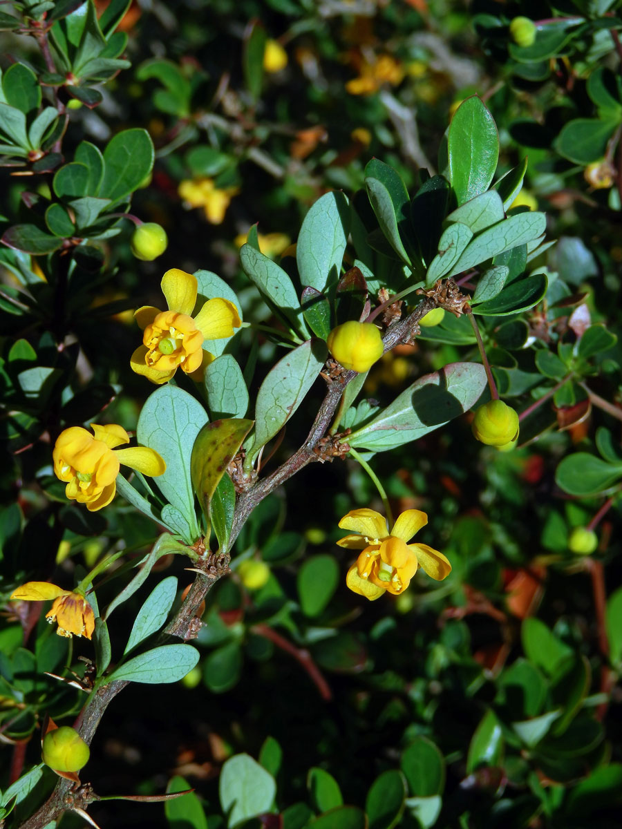 Dřištál (Berberis lutea Ruiz et Pav.)