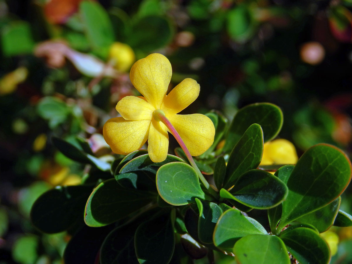 Dřištál (Berberis lutea Ruiz et Pav.)