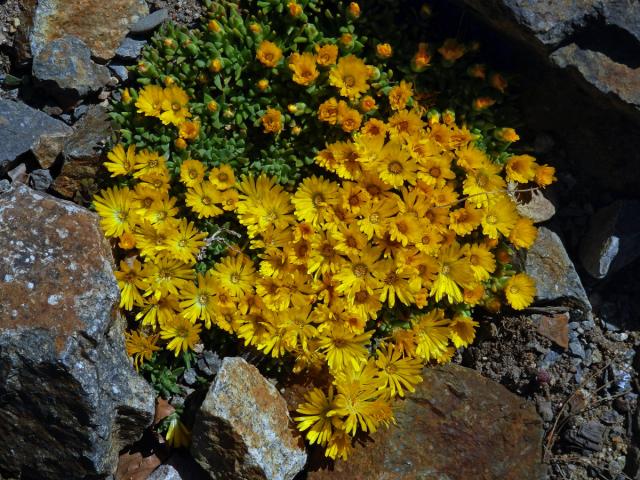 Kosmatec (Delosperma basuticum L. Bolus)