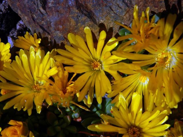 Kosmatec (Delosperma basuticum L. Bolus)