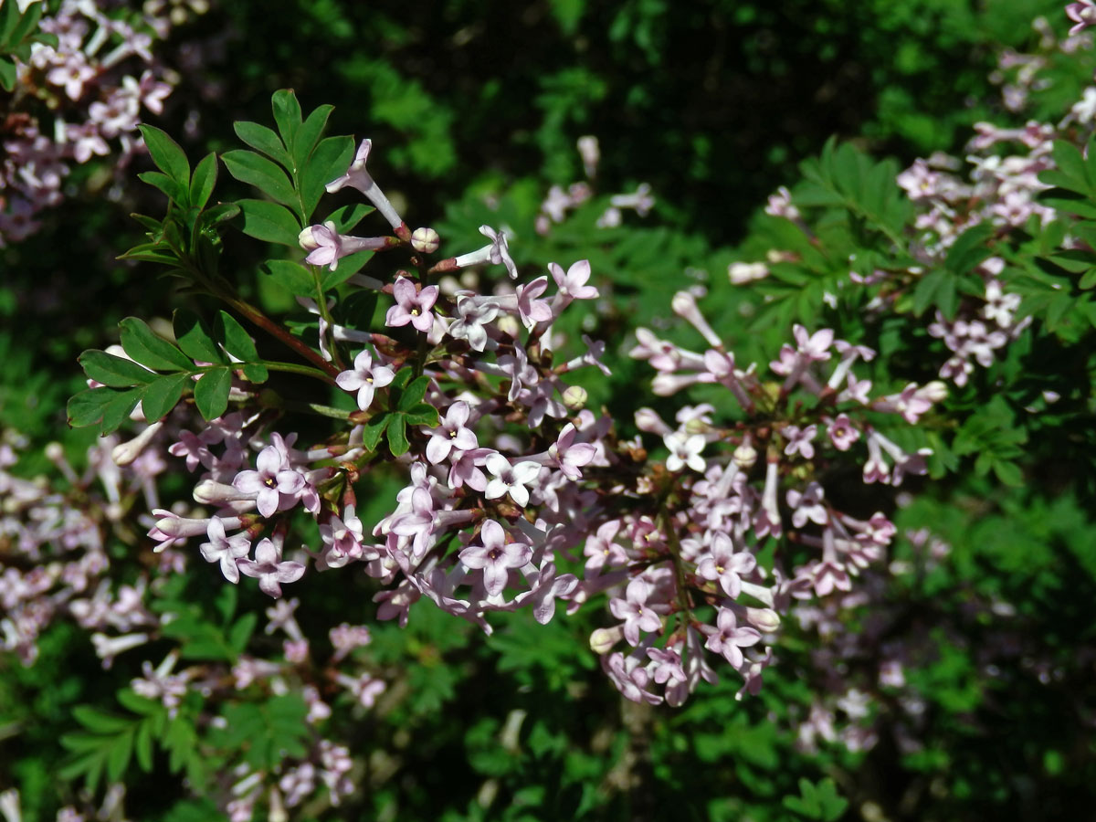 Šeřík (Syringa protolaciniata P. S. Green & M. C. Chang)