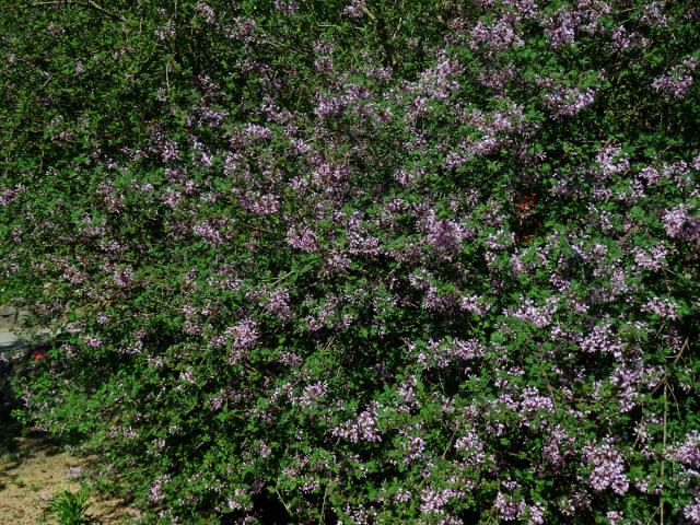 Šeřík (Syringa protolaciniata P. S. Green & M. C. Chang)