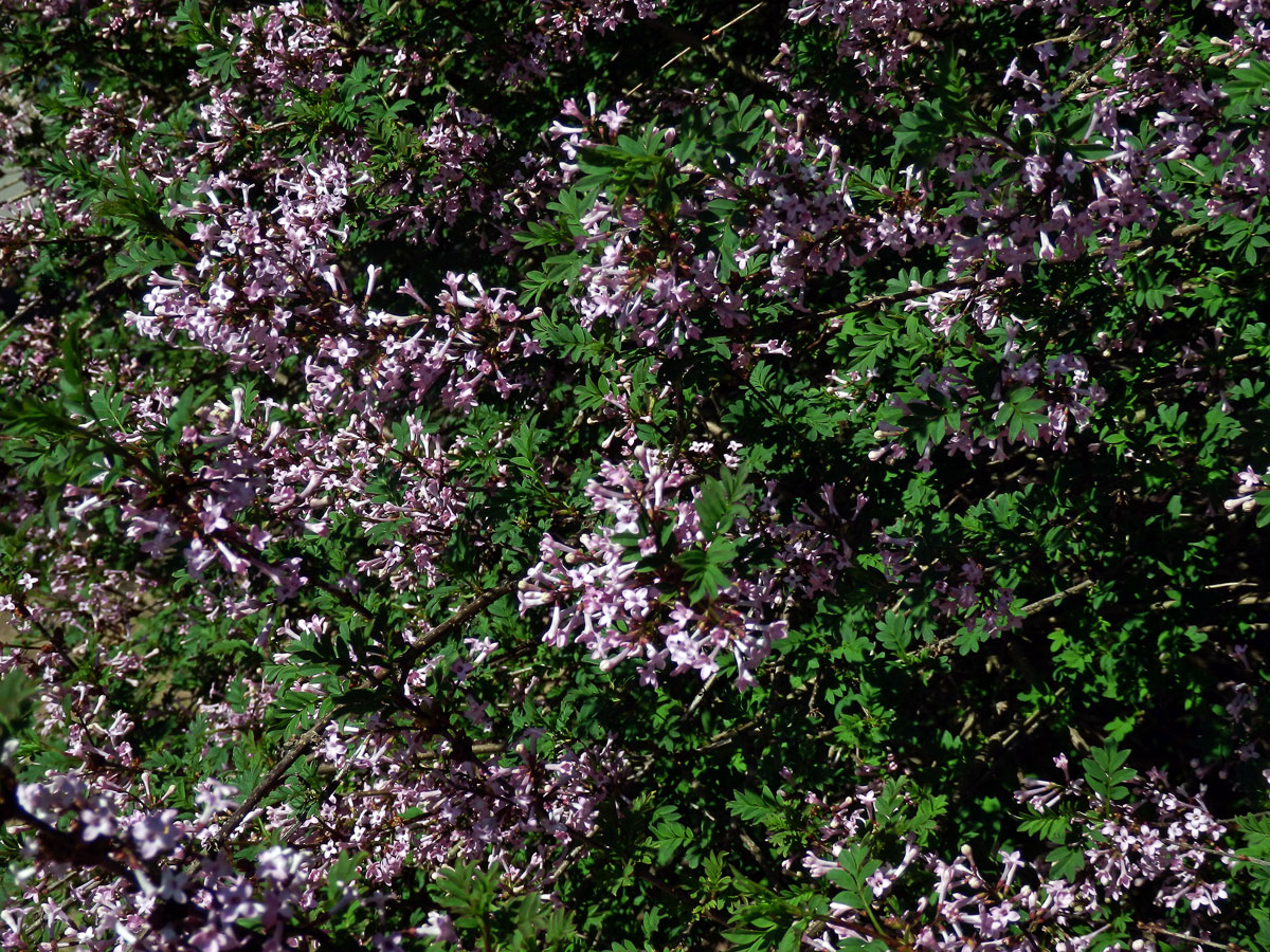 Šeřík (Syringa protolaciniata P. S. Green & M. C. Chang)