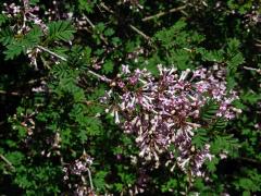 Šeřík (Syringa protolaciniata P. S. Green & M. C. Chang)