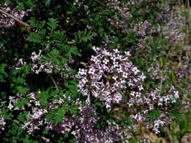 Šeřík (Syringa protolaciniata P. S. Green & M. C. Chang)