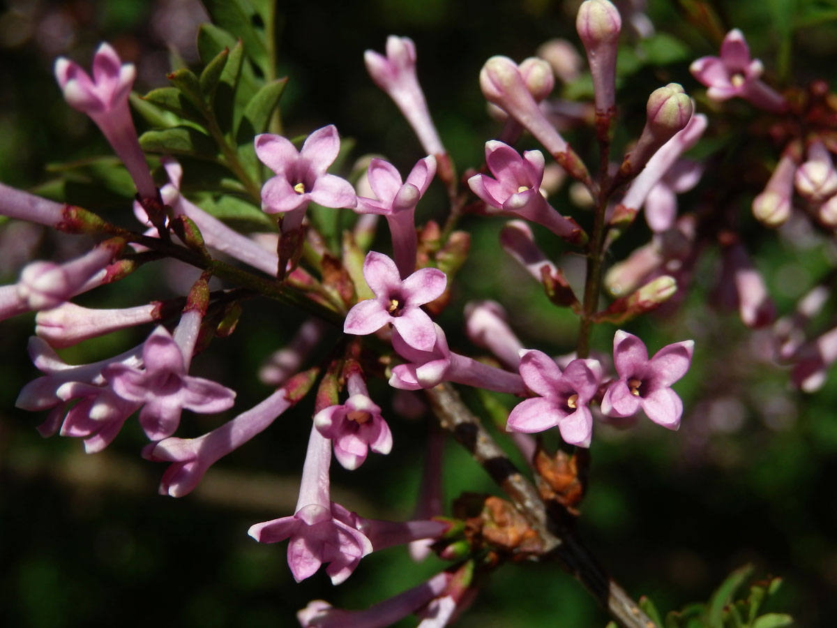 Šeřík (Syringa protolaciniata P. S. Green & M. C. Chang)