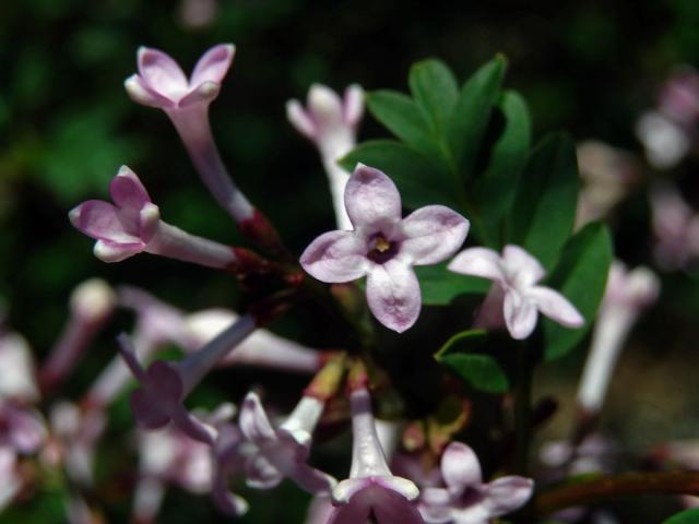 Šeřík (Syringa protolaciniata P. S. Green & M. C. Chang)