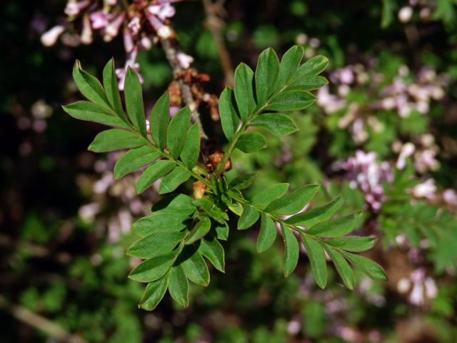 Šeřík (Syringa protolaciniata P. S. Green & M. C. Chang)