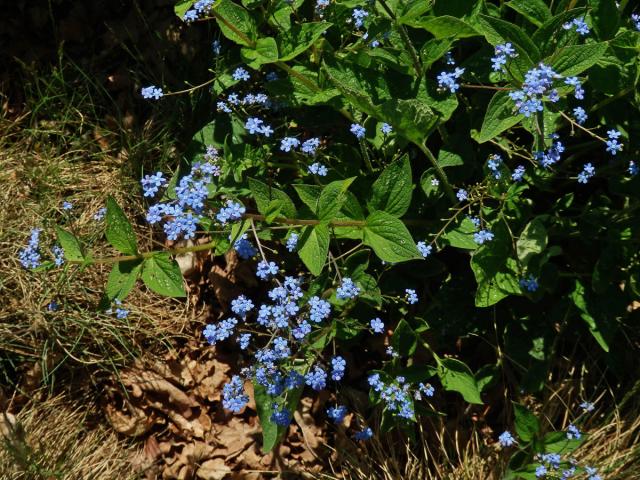 Pomněnkovec velkolistý (Brunnera macrophylla (Adam) Johnst.)