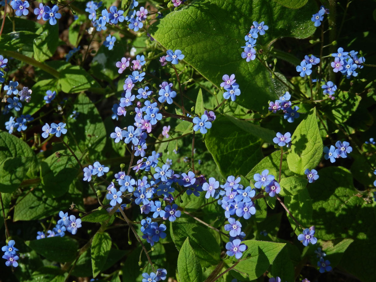 Pomněnkovec velkolistý (Brunnera macrophylla (Adam) Johnst.)