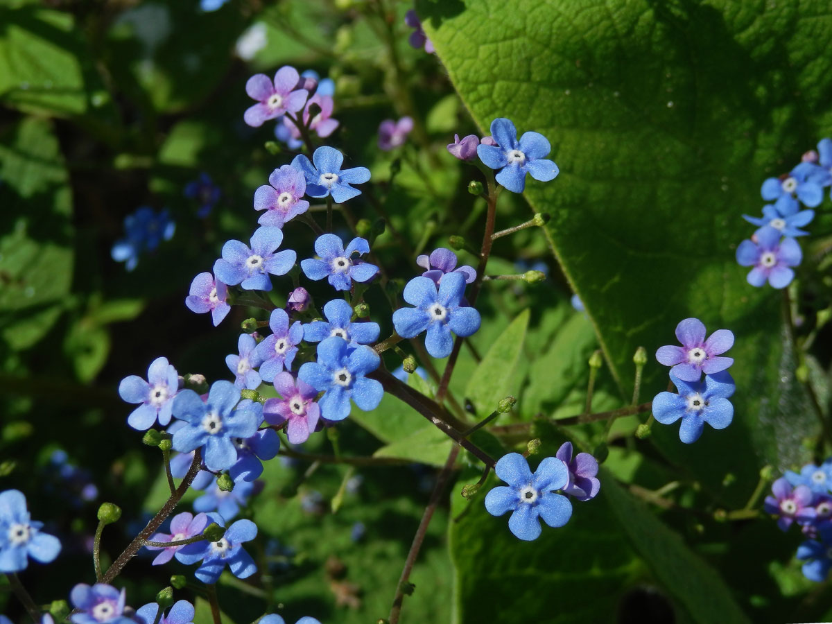 Pomněnkovec velkolistý (Brunnera macrophylla (Adam) Johnst.)