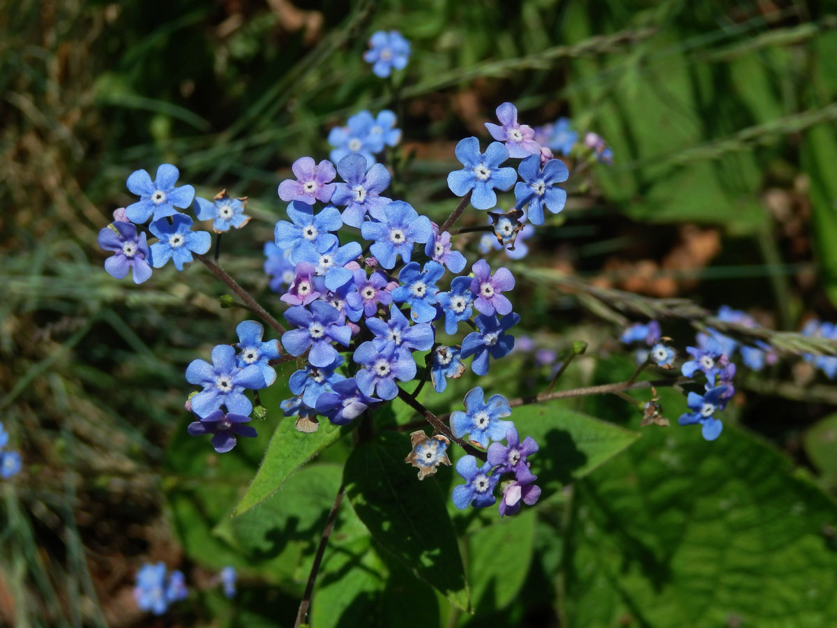 Pomněnkovec velkolistý (Brunnera macrophylla (Adam) Johnst.)