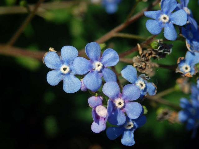 Pomněnkovec velkolistý (Brunnera macrophylla (Adam) Johnst.)