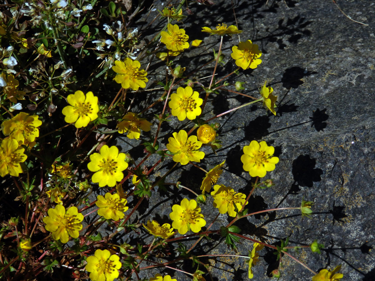 Mochna Crantzova (Potentilla crantzii (Crantz) Beck ex Fritsch)