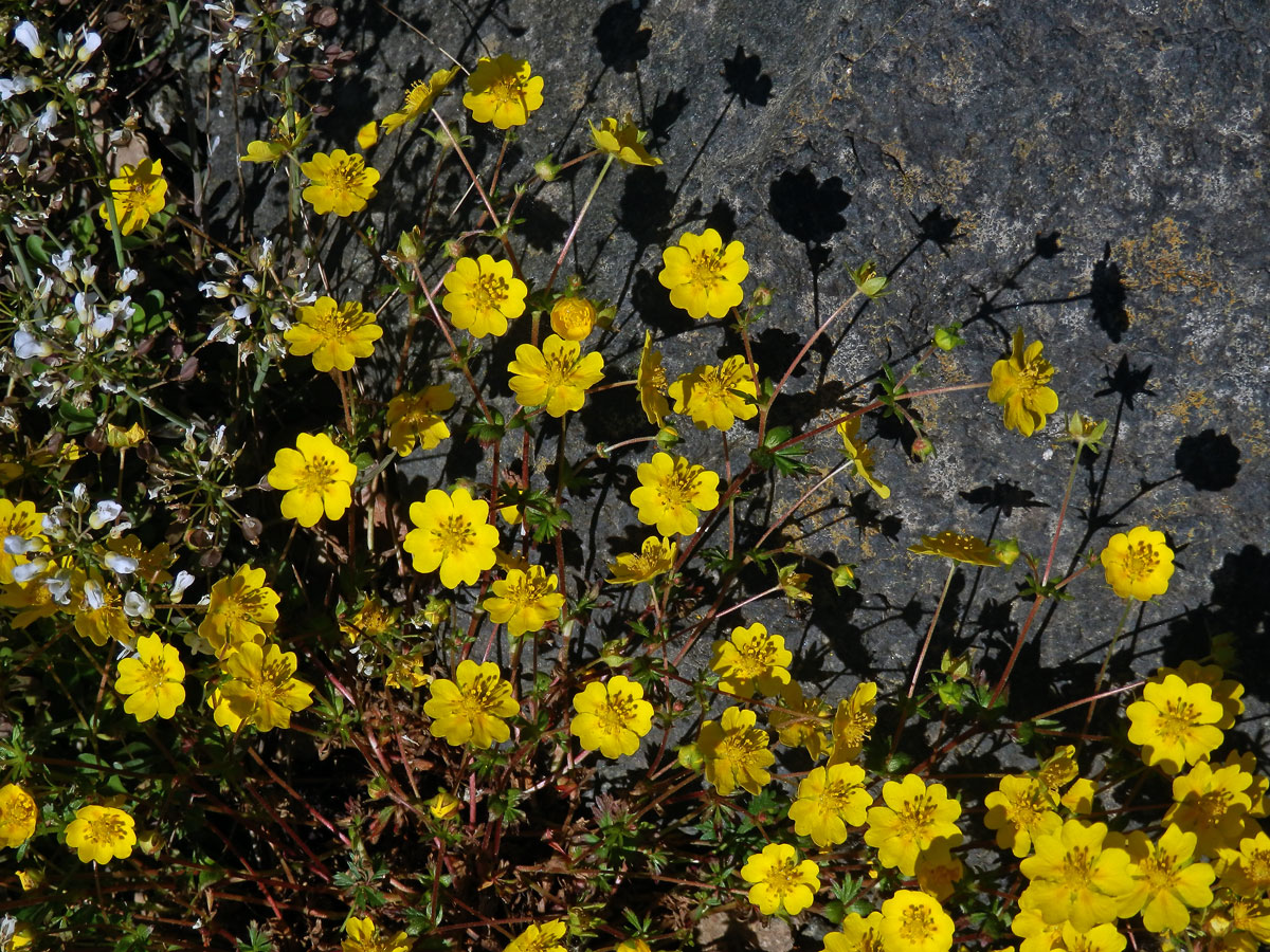 Mochna Crantzova (Potentilla crantzii (Crantz) Beck ex Fritsch)